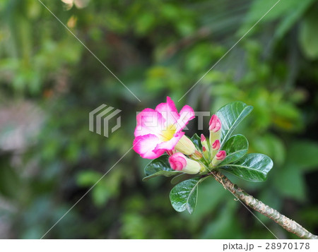 pink Desert Rose, Impala Lily, Mock Azalea flowers pink Desert Rose, Impala Lily, Mock Azalea flowers 28970178