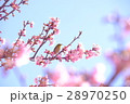 河津桜とめじろ 28970250