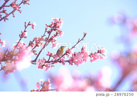 河津桜とめじろ 28970250