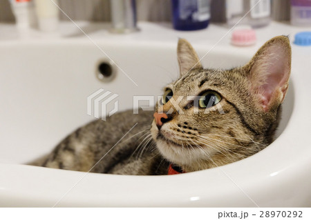 adorable funny cat lying white sink bathroom. adorable funny cat lying white sink bathroom. 28970292