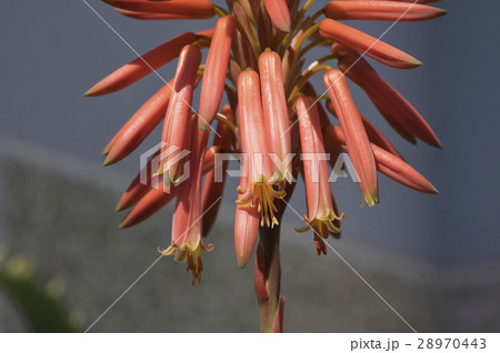 アロエの花のアップ 28970443