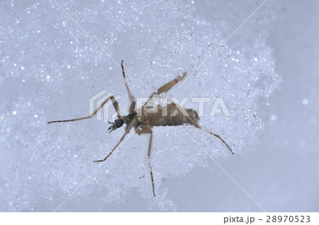 クモガタガガンボ クモガタガガンボ 28970523