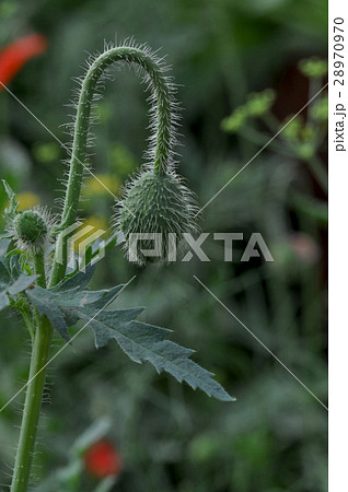 Poppy Flower (Papaver oideae) 28970970