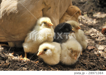 ヒヨコの兄弟 28971364