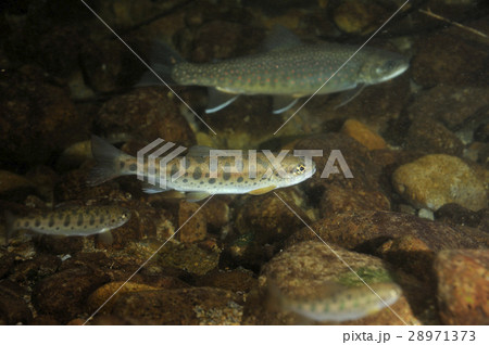 ヤマメとミヤベイワナ 28971373