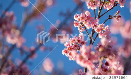 pink sakura blooming with blue sky background pink sakura blooming with blue sky background 28971664