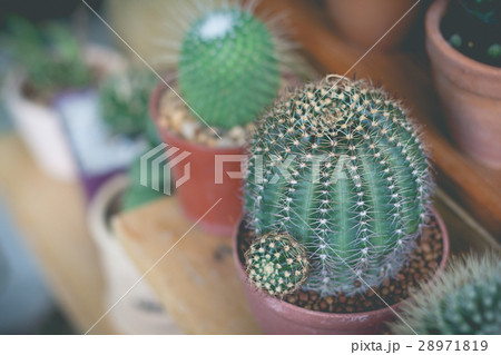 Little cactus plant in the flower pot. Little cactus plant in the flower pot. 28971819