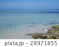 海を眺める鳥 28971855
