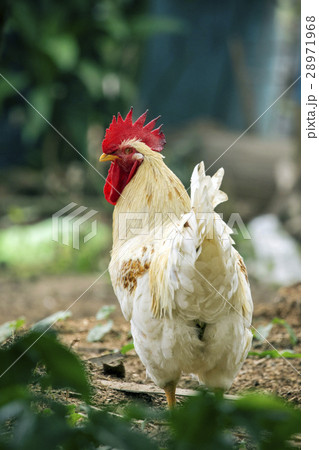 Image of a chicken on nature background. 28971968