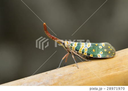 Image of Pyrops candelaria or lantern Fly 28971970