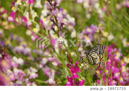 お花畑とアゲハ蝶 28972720