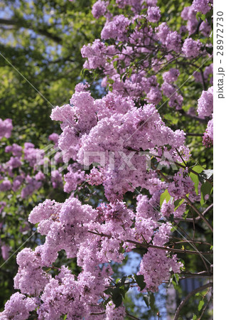 ライラックの花 28972730