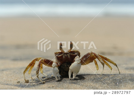 Crab on the shore Crab on the shore 28972797