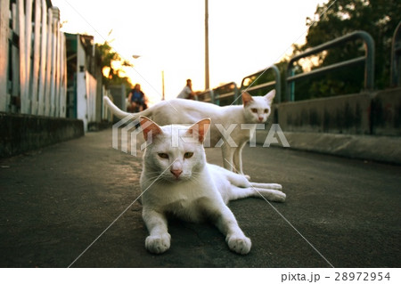 2 White cat on street 28972954