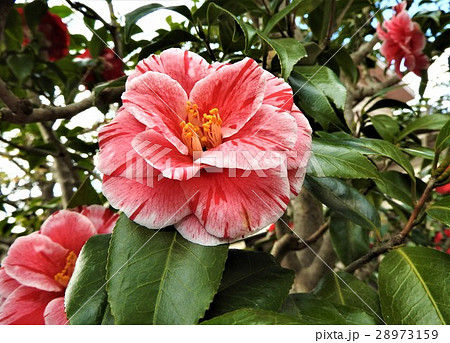 斑入り八重のレンゲ咲き、ゴージャスで華やかさが漂うヤブ椿の花である。 28973159
