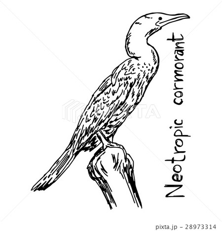Neotropic cormorant - vector illustration  28973314