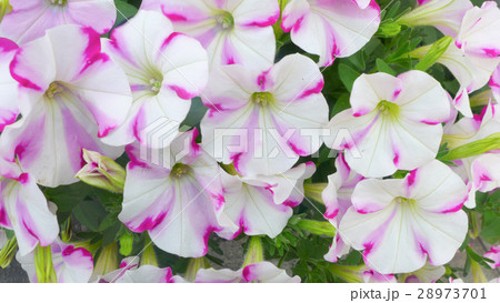 petunia flowers bloom petunia flowers bloom 28973701