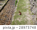 鹿 28973748