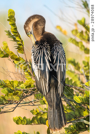 Anhinga (Anhinga anhinga) Anhinga (Anhinga anhinga) 28974088