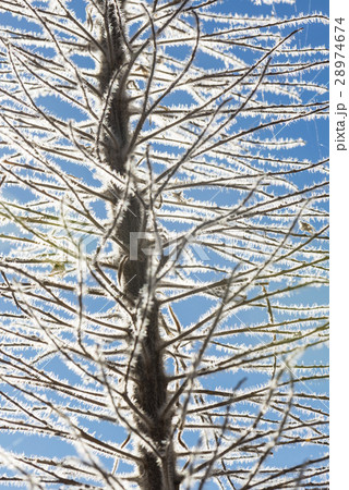 Detail of dead ear of Echium 28974674