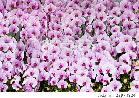 コチョウラン ファレノプシス コチョウラン属 28974824