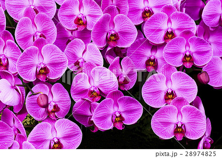 コチョウラン ファレノプシス コチョウラン属 28974825