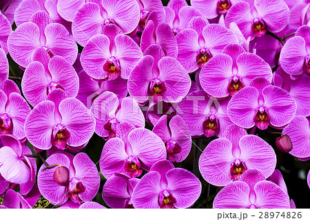 コチョウラン ファレノプシス コチョウラン属 28974826