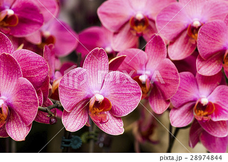 コチョウラン ファレノプシス コチョウラン属 28974844