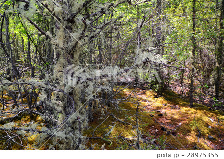 Usnea filamentous on tree branches 28975355