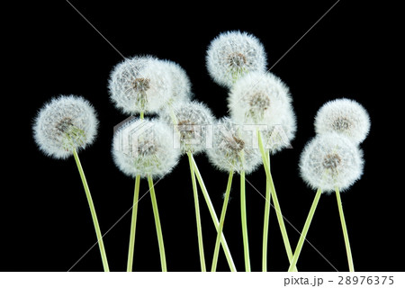 Dandelion flower on black color background  28976375
