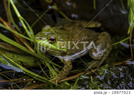 Maine Bullfrog 28977023