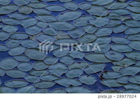 Acadia Lily pads Acadia Lily pads 28977024