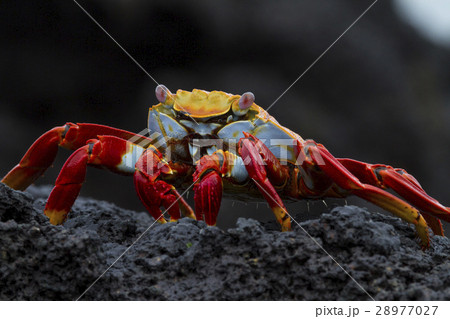 What a crab! What a crab! 28977027