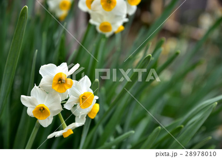 スイセン 28978010