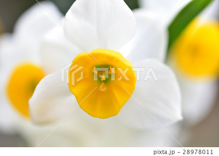 スイセン 28978011