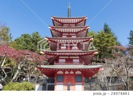 新倉富士浅間神社　青空　秋　紅葉　五重塔 28978861