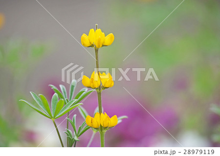 キバナルミナス 28979119