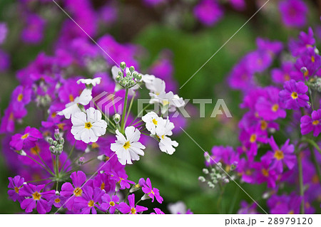 サクラソウ 28979120