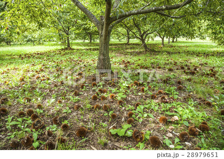 クリ畑風景 28979651