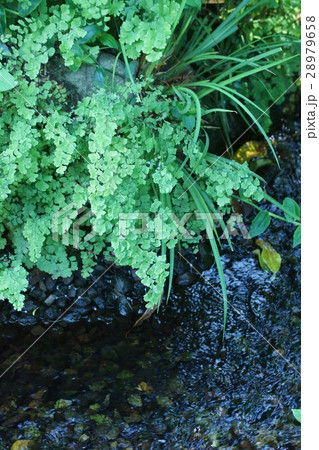 蓬莱羊歯 ホウライシダ 花言葉は 天真爛漫 の写真素材