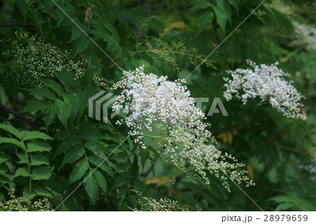 七竈　ナナカマド　花言葉は「慎重」 28979659