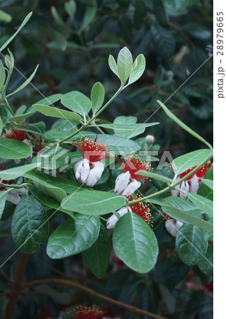 フェイジョア　花言葉は「実りある人生」 28979665