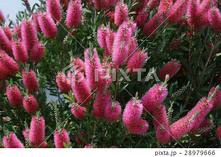 花槇 ブラシの木 花言葉は 恋の炎 の写真素材