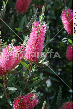 花槇 ブラシの木 花言葉は 恋の炎 の写真素材