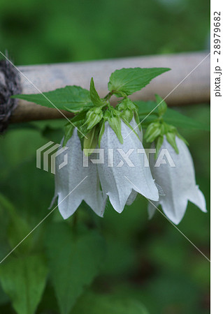 蛍袋　ホタルブクロ　花言葉は「愛らしさ」 28979682