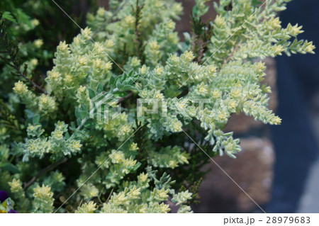 ロータスブリムストーン　花のような新芽 28979683