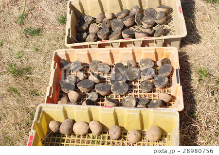 春植えジャガイモの準備 28980756