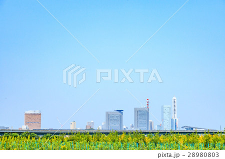 春　見沼田んぼの田畑からさいたま新都心を望む 28980803