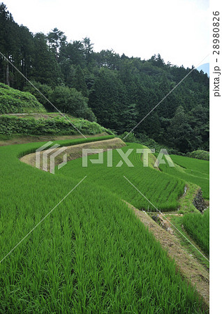 初夏の棚田 28980826