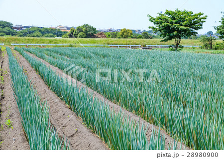 見沼田んぼ　美しく植えられた長ネギ畑 28980900